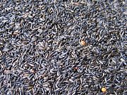 Krmné směsi Kvídera Niger 1 Kg