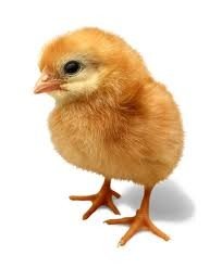 Brojlerová kuřátka jednodenní