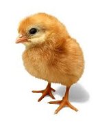 Brojlerová kuřátka jednodenní