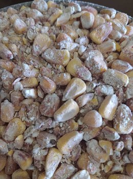 Krmné směsi Kvídera Kukuřice 2.jakost 1 kg