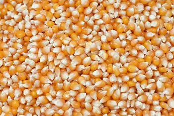 Krmné směsi Kvídera Kukuřice popkornová 1 Kg