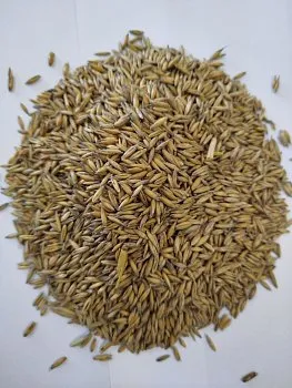 Krmné směsi Kvídera - Oves žlutý 25 kg