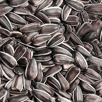 Krmné směsi Kvídera Slunečnice žíhaná velká 1 Kg