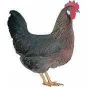 Kuřice Dominant Černo-hnědý D300