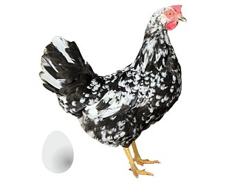 Kuřice Dominant Leghorn černobílý D601