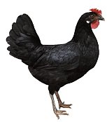 Kuřice Dominant Leghorn Černý D608
