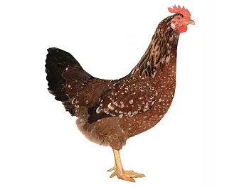 Dominant Tricolor D301