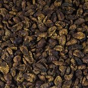 Larva bource morušového - Sušená 1 Kg