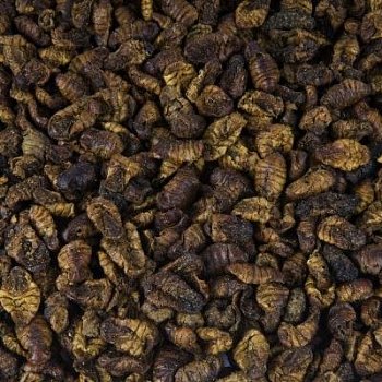 Larva bource morušového - Sušená 1 Kg