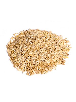 Oves loupaný bezpluchý