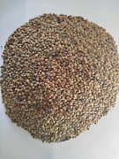 Čočka velkozrnná 25 kg