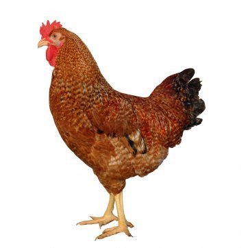 Kohout Dominant Červeně Žíhaný D159