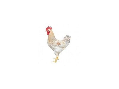 Kohout Dominant Leghorn černobílý D601 (novinka)