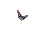 Kohout Dominant Leghorn D229
