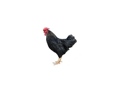 Kohout Dominant Leghorn D229
