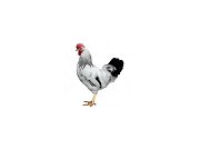 Kohout Dominant Leghorn D229