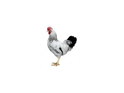Kohout Dominant Leghorn D229
