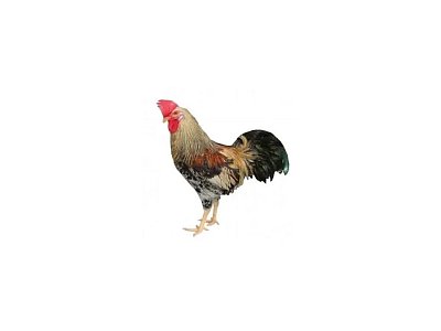 Kohout Dominant Leghorn D229