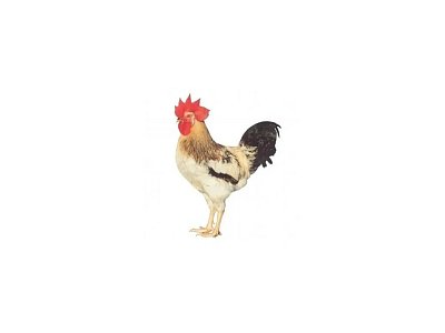 Kohout Dominant Leghorn D229