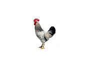 Kohout Dominant Leghorn D229