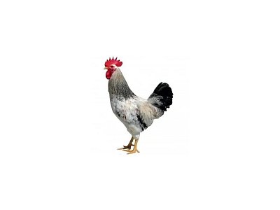 Kohout Dominant Leghorn D229