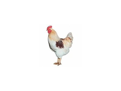 Kohout Dominant Leghorn D229