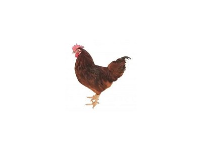 Kohout Dominant Leghorn D229