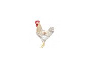 Kohout Dominant Leghorn D229