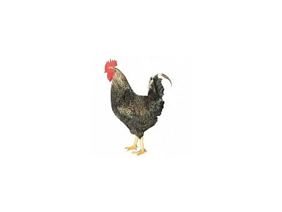 Kohout Dominant Leghorn D229