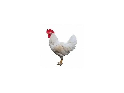 Kohout Dominant Leghorn D229