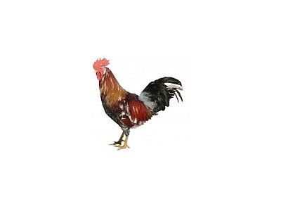 Kohout Dominant Leghorn D229