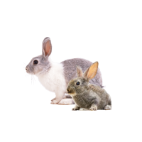 KRÁLÍCI A ZAJÍCI