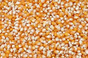 Krmné směsi Kvídera Kukuřice popkornová 25 Kg