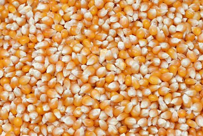 Krmné směsi Kvídera Kukuřice popkornová 25 Kg