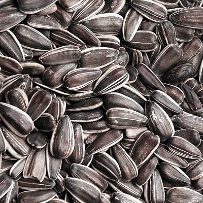 Krmné směsi Kvídera Slunečnice žíhaná velká 20 Kg