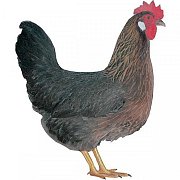 Kuřice Dominant Černo-hnědý D300