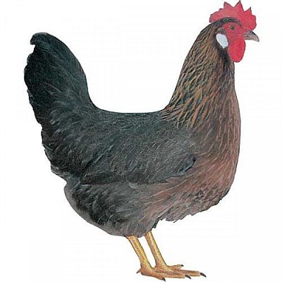 Kuřice Dominant Černo-hnědý D300