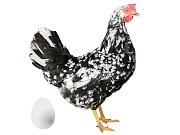 Kuřice Dominant Leghorn černobílý D601 (novinka)