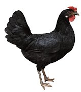 Kuřice Dominant Leghorn Černý D608 (novinka)