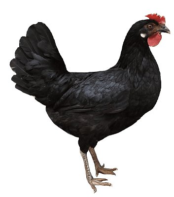Kuřice Dominant Leghorn Černý D608 (novinka)