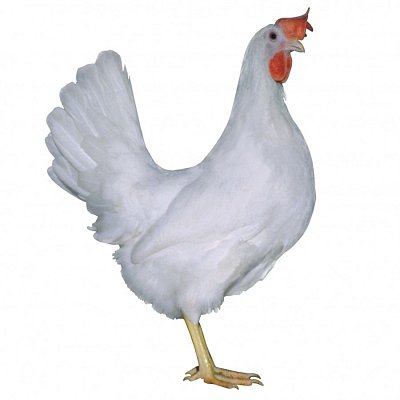 Kuřice Dominant Leghorn D229