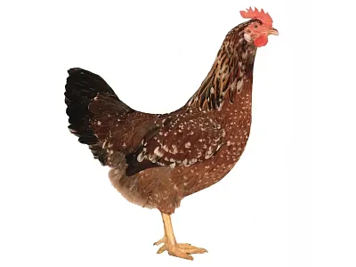 Dominant Tricolor D301