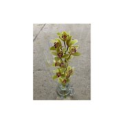Kytice Orchidej