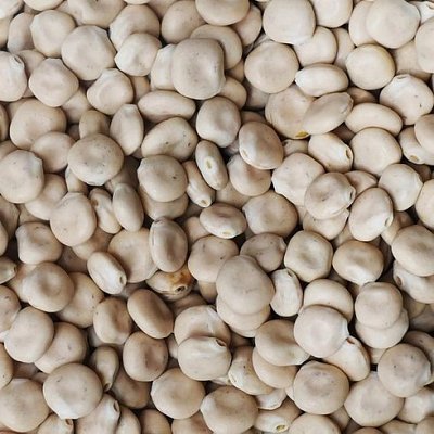 Lupina (Lupina cukrová) 25 kg
