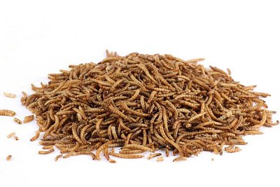 Mouční červi - Sušení 1 Kg