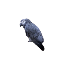 PTACTVO