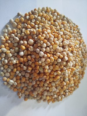 Hrách žlutý drobný 25 kg