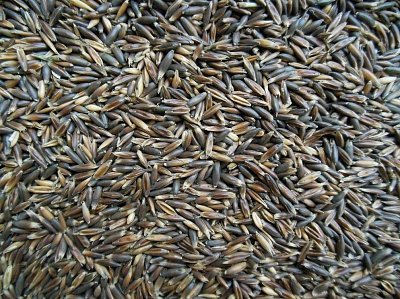 Krmné směsi Kvídera Oves černý 1 Kg