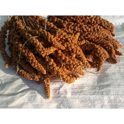 Krmné směsi Kvídera Proso senegalské - klasy červené 15 Kg