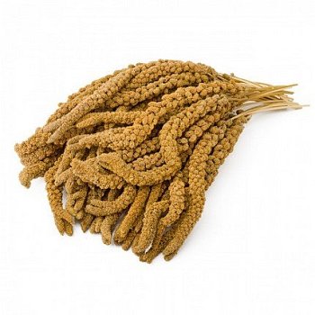 Krmné směsi Kvídera Proso senegalské - klasy žluté 1 Kg